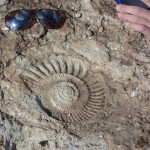 Ammonite Fossil